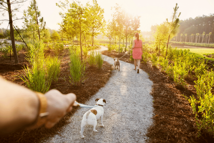 Couple walking their dogs on a path at sunset