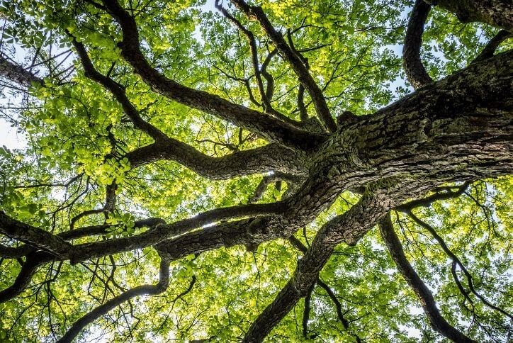 looking-up-at-a-tree-the-grove-frisco-tx.jpg