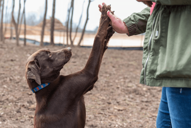 Chocolate lab giving his owner a high-five