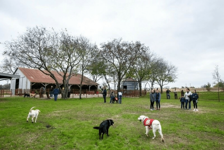 Groups of people watching their dogs play at a dog park that has trees and green grass.