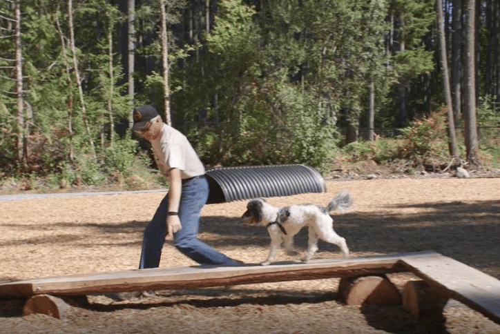 Man in forest setting dog park with a black and white dog using a dog park activity.